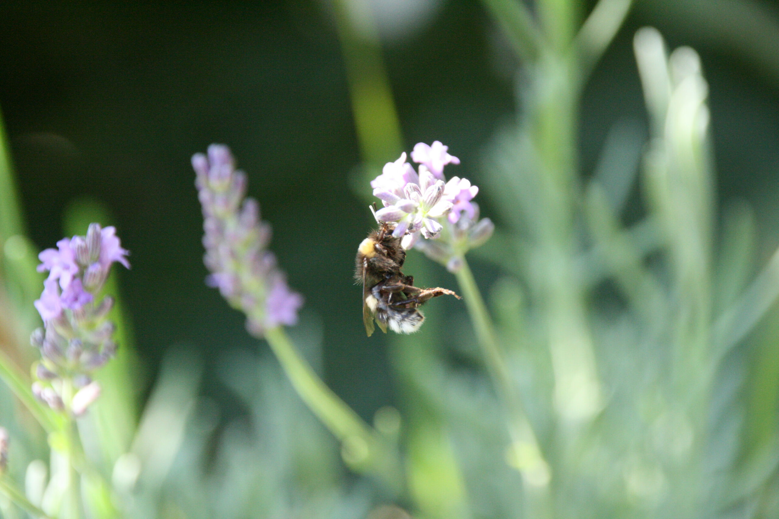 Hummel am Lavendel