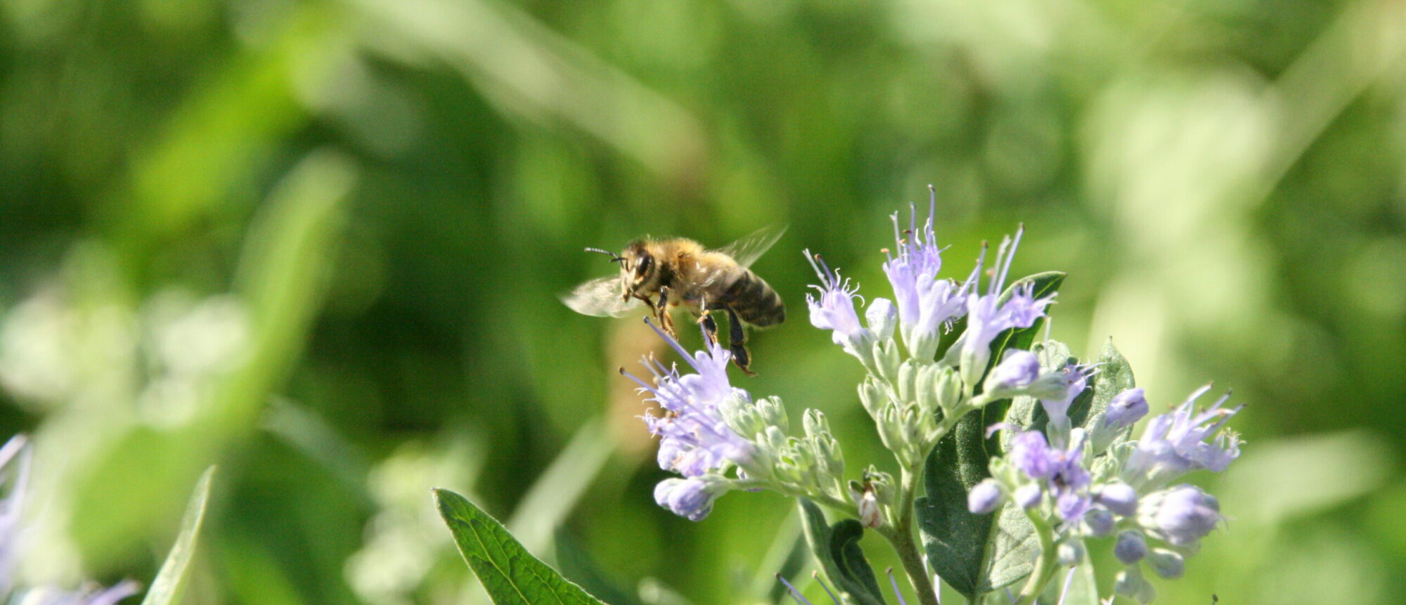 Bienenwerk