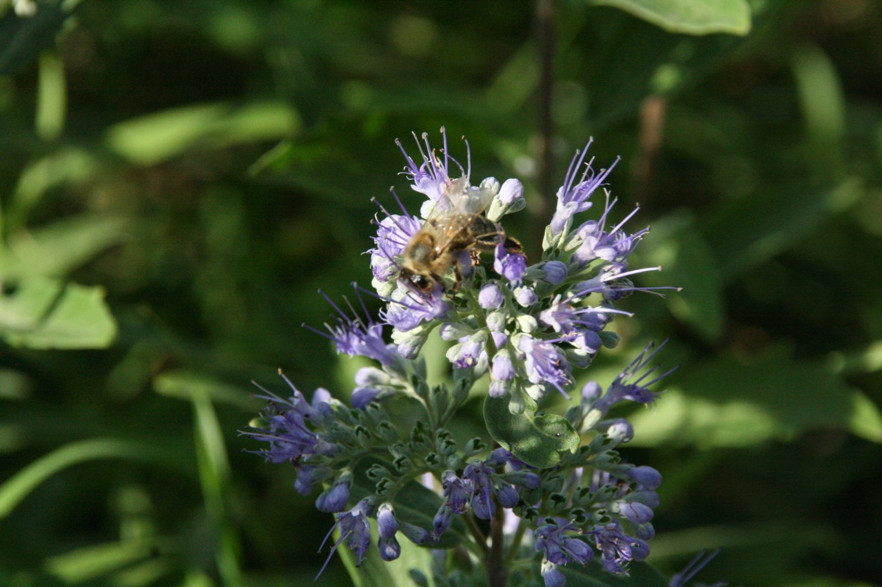 Biene auf Phacelia